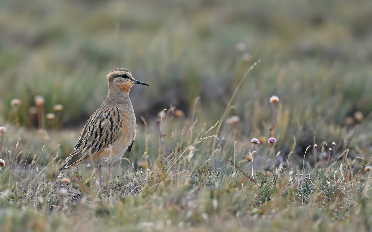 Tawny-throated Dotterel - ML620436576