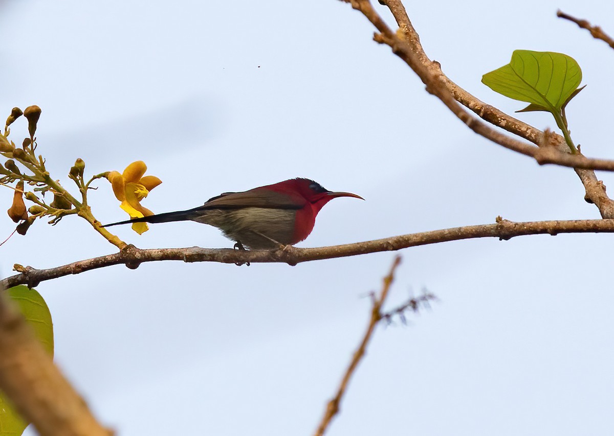 Crimson Sunbird - ML620436588