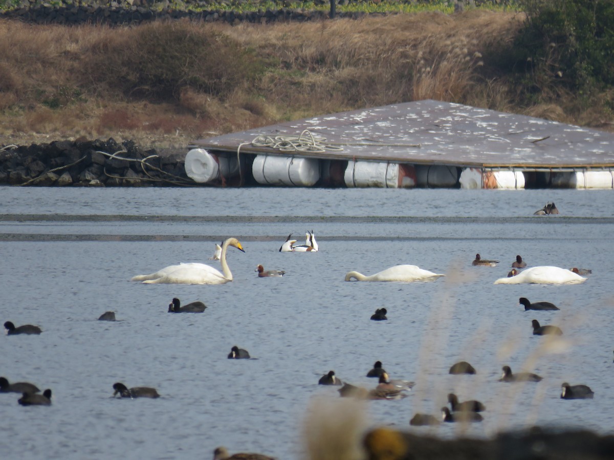 Whooper Swan - ML620436593