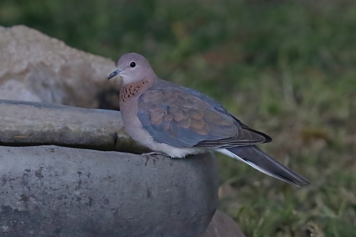 Laughing Dove - ML620436598