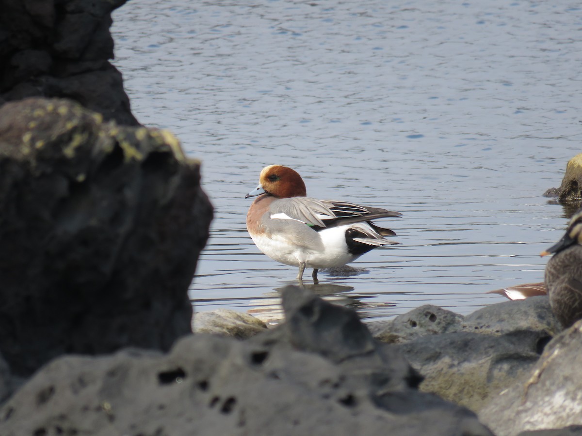 Eurasian Wigeon - ML620436609