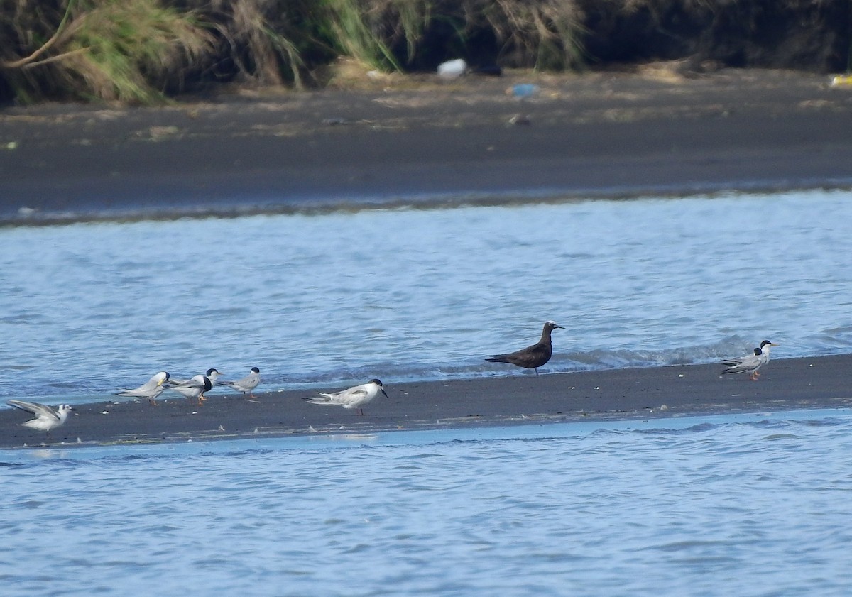 Common Tern - ML620436613