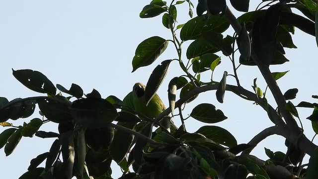 Jerdon's Leafbird - ML620436614