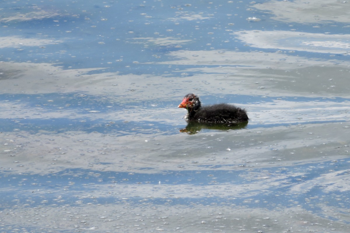 Eurasian Coot - ML620436618