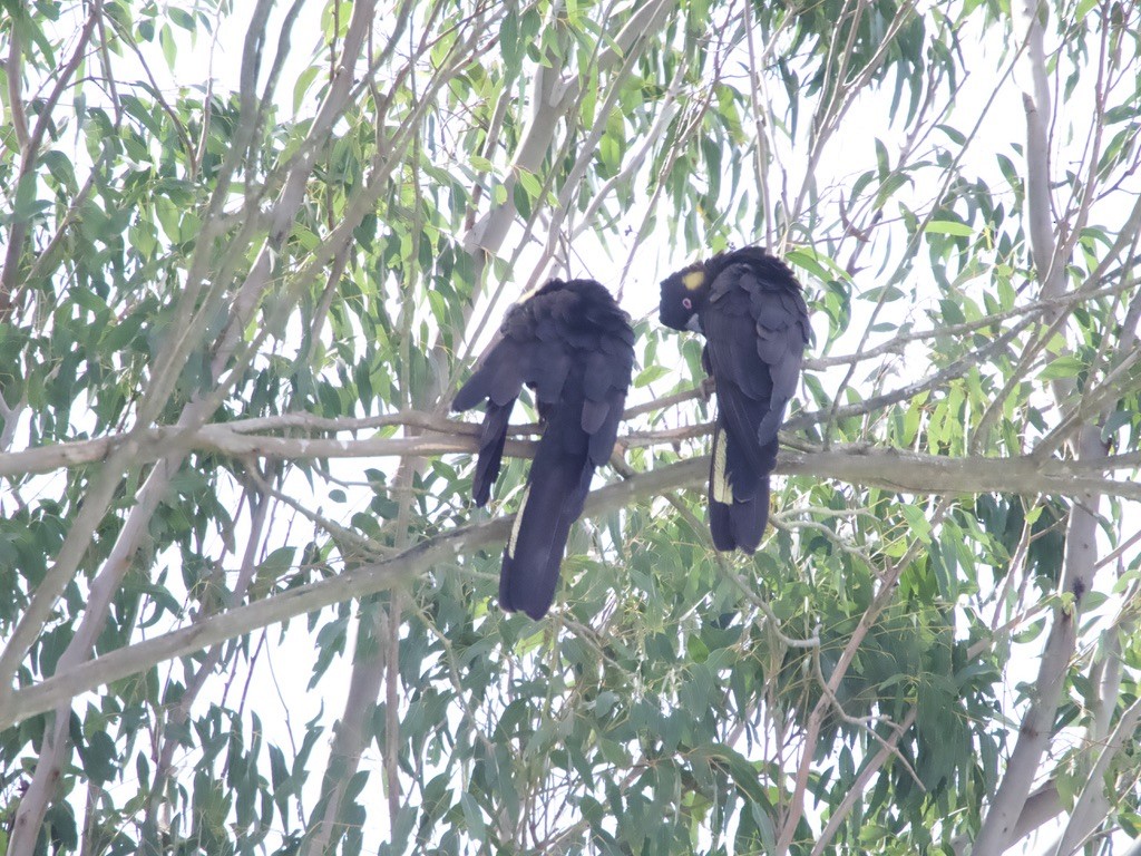 Cacatúa Fúnebre Coliamarilla - ML620436619