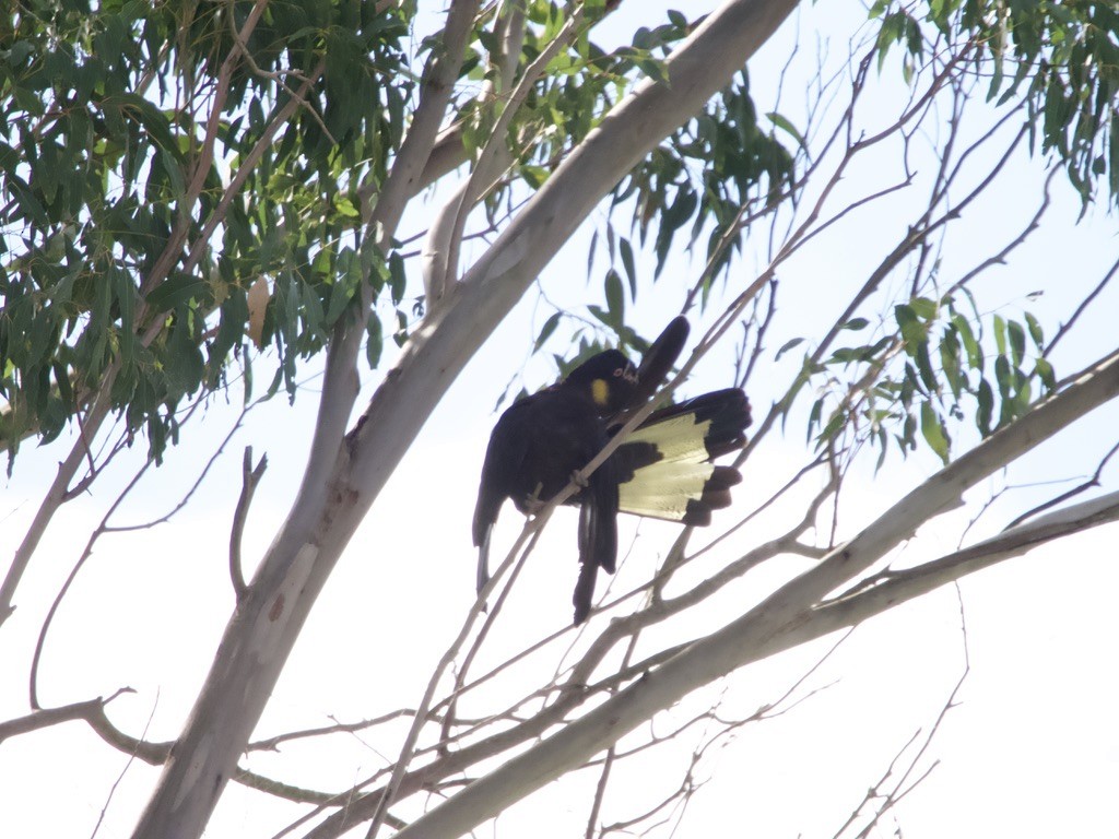 Yellow-tailed Black-Cockatoo - ML620436620