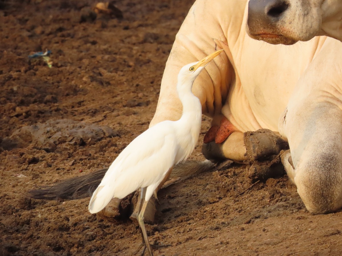 Eastern Cattle Egret - ML620436623