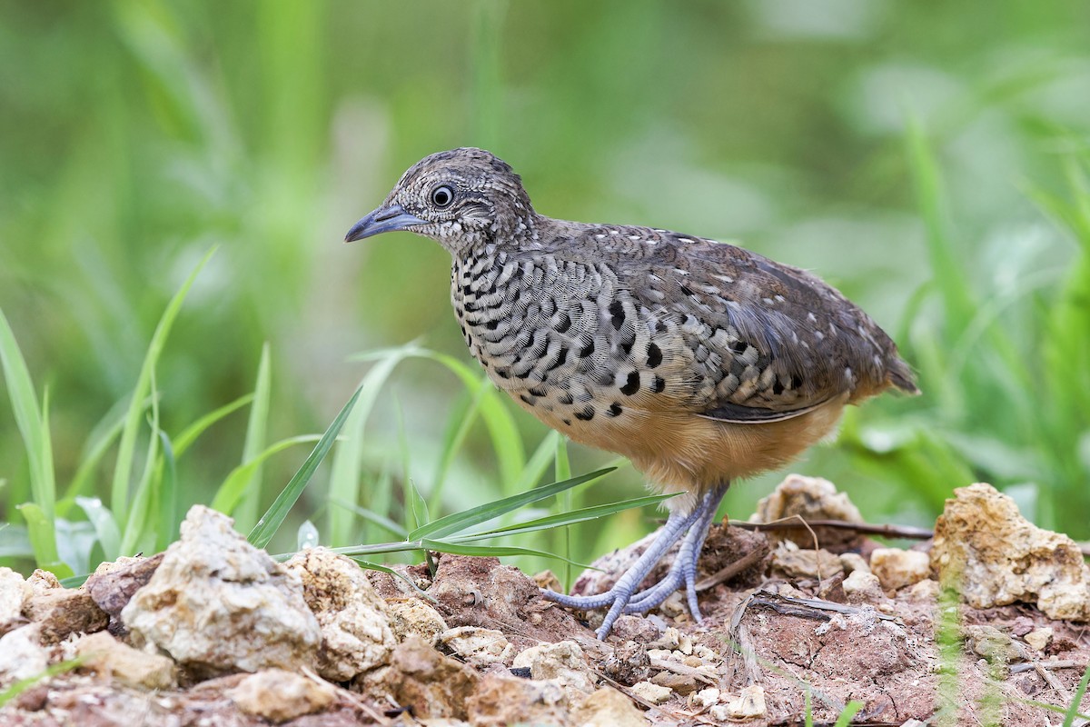 Barred Buttonquail - ML620436626