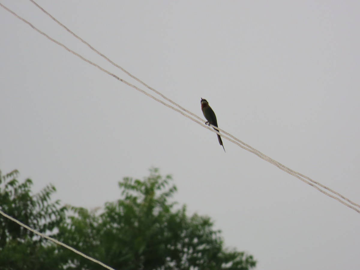 Blue-tailed Bee-eater - ML620436627