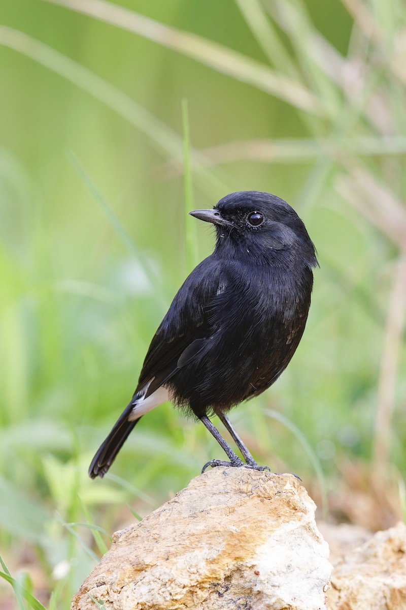 Pied Bushchat - ML620436629