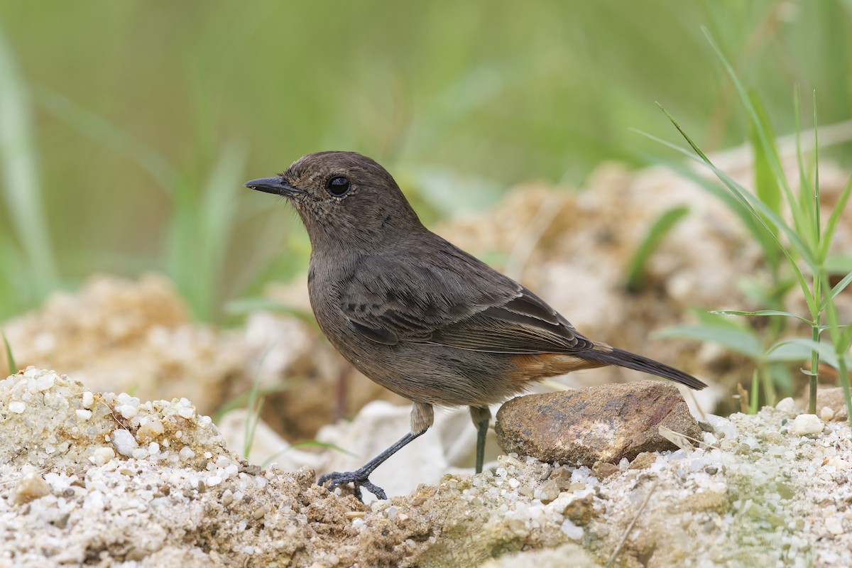 Pied Bushchat - ML620436630