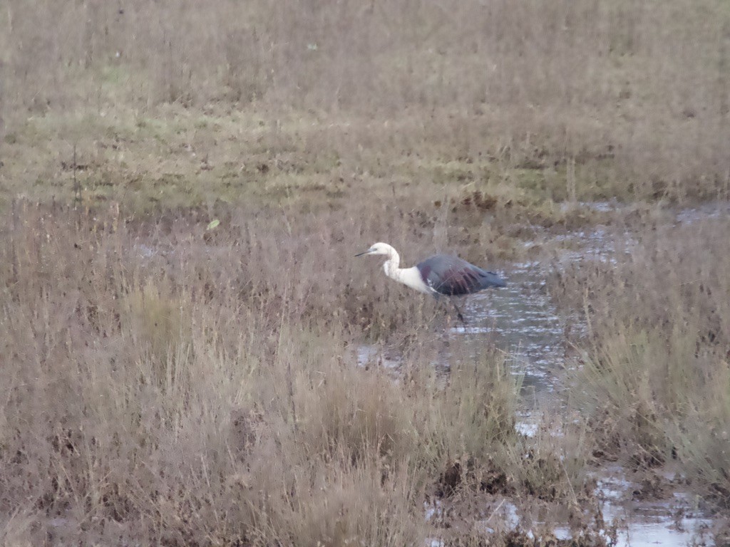 Pacific Heron - ML620436633