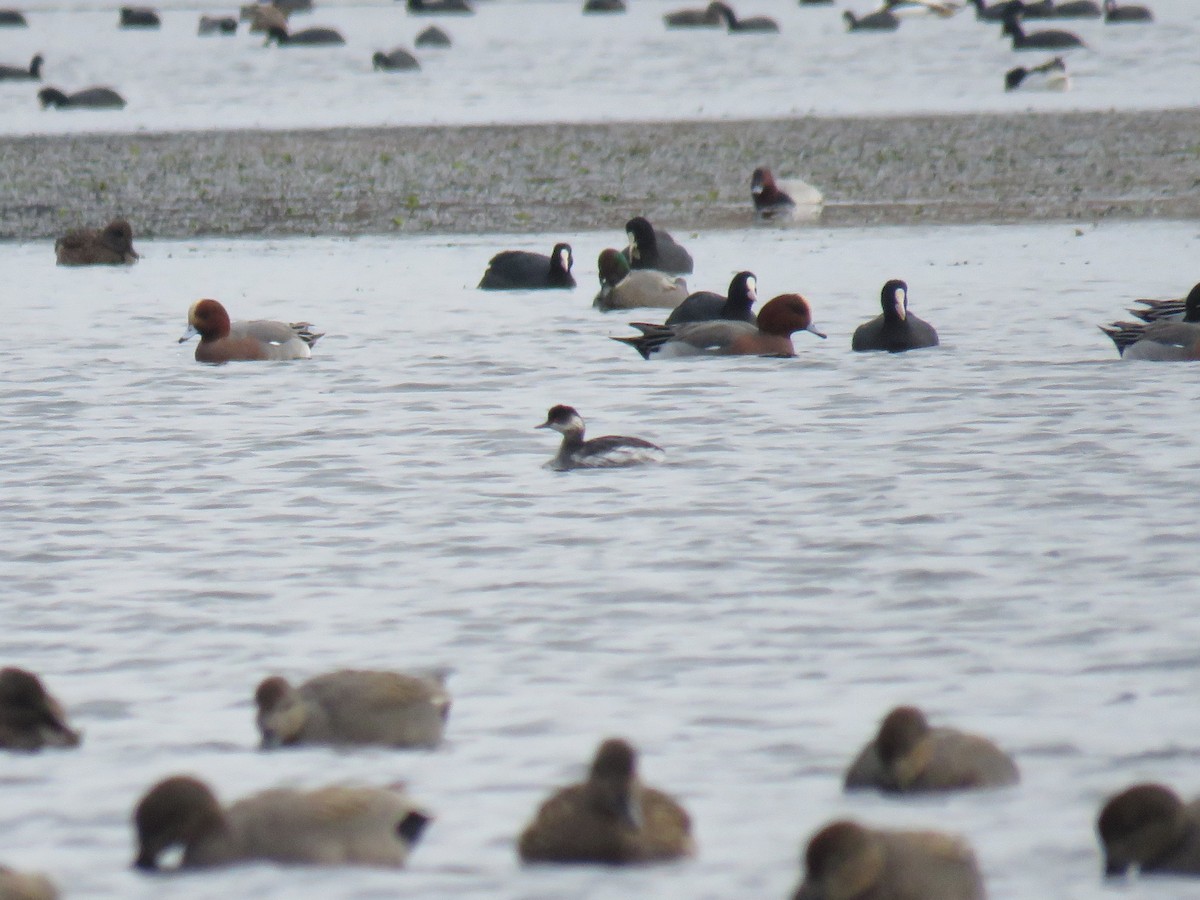 Eared Grebe - ML620436642