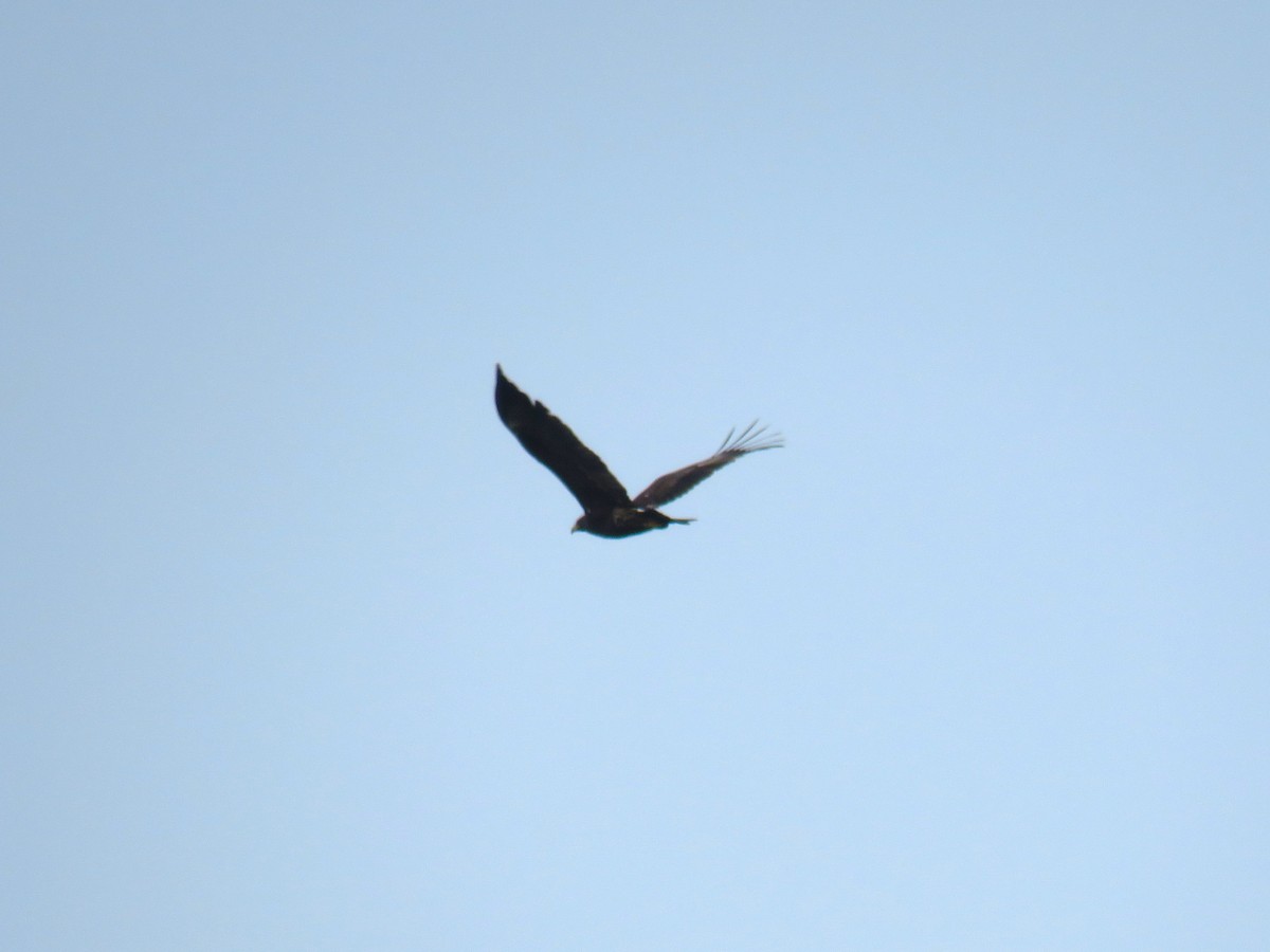 Greater Spotted Eagle - ML620436646