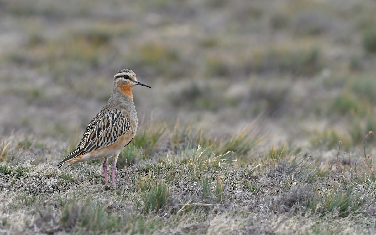 Tawny-throated Dotterel - ML620436652