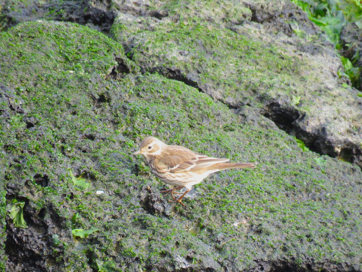 American Pipit - ML620436654