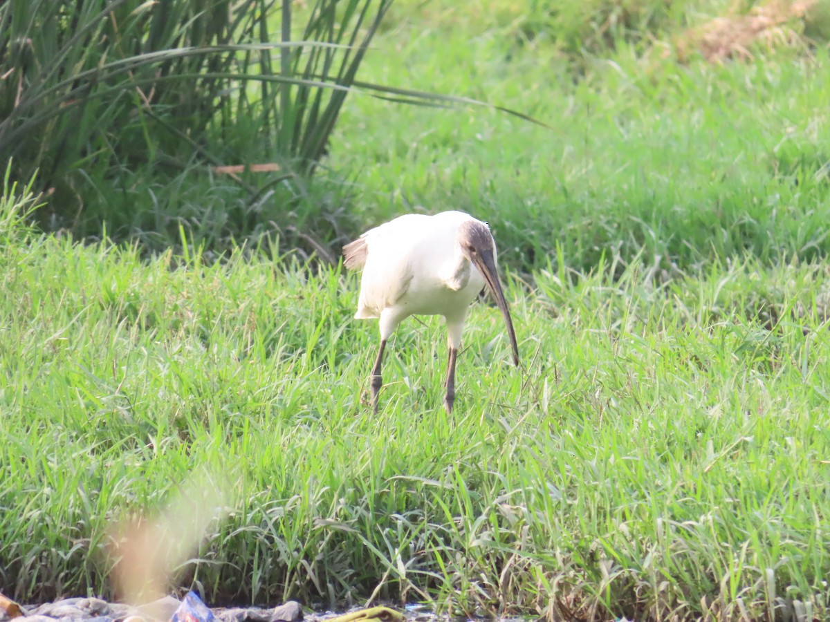 Black-headed Ibis - ML620436666