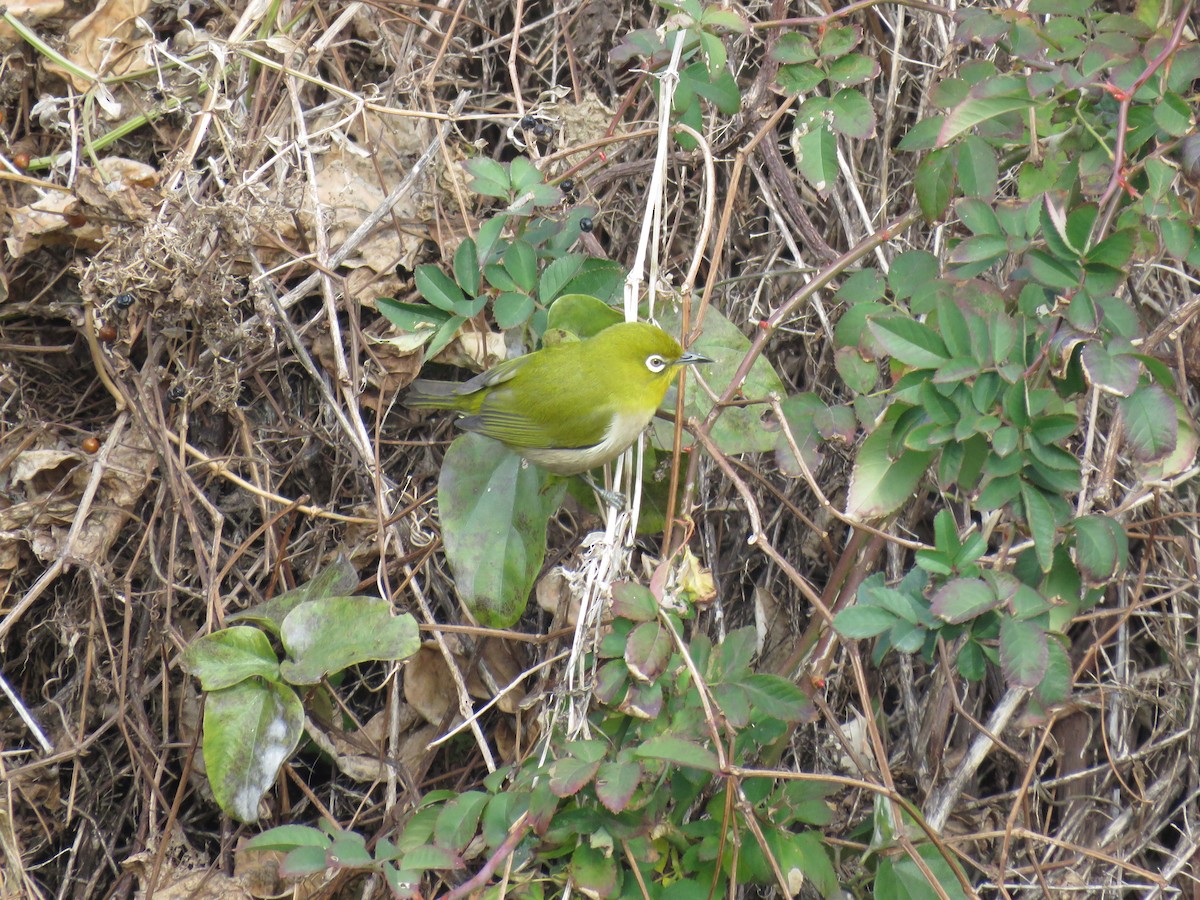 Warbling White-eye - ML620436677