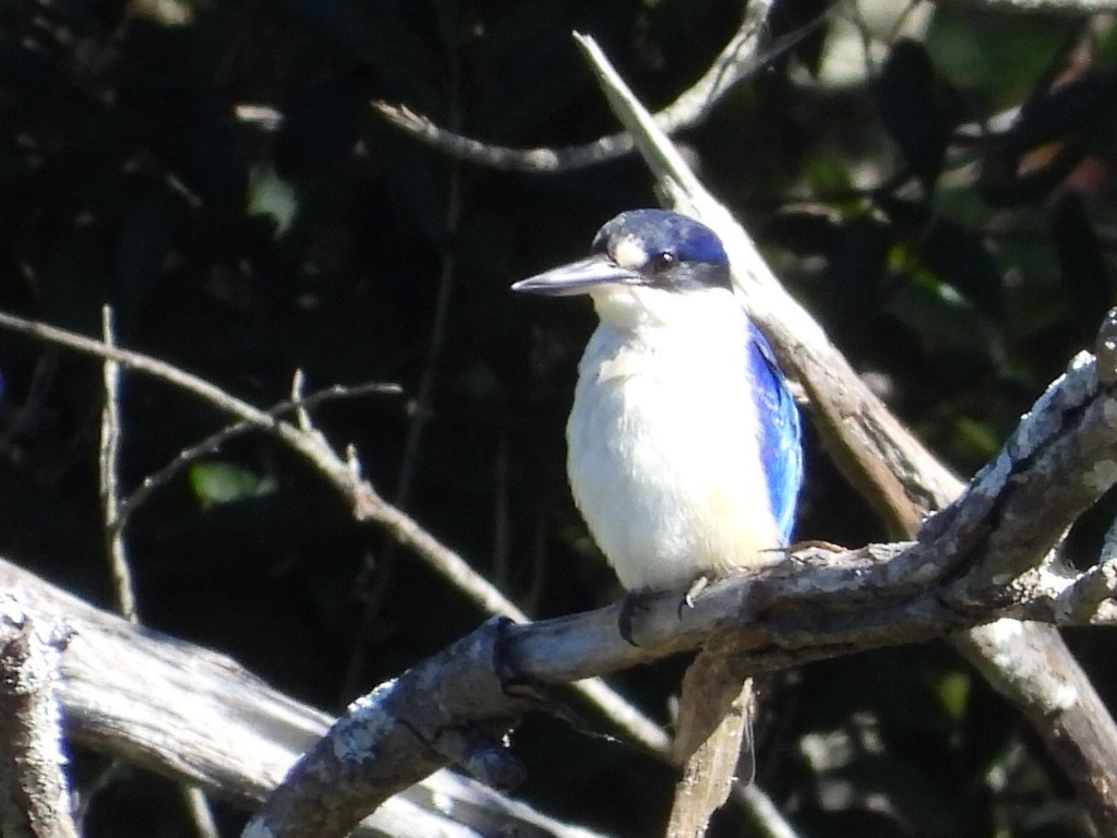 Forest Kingfisher - ML620436679