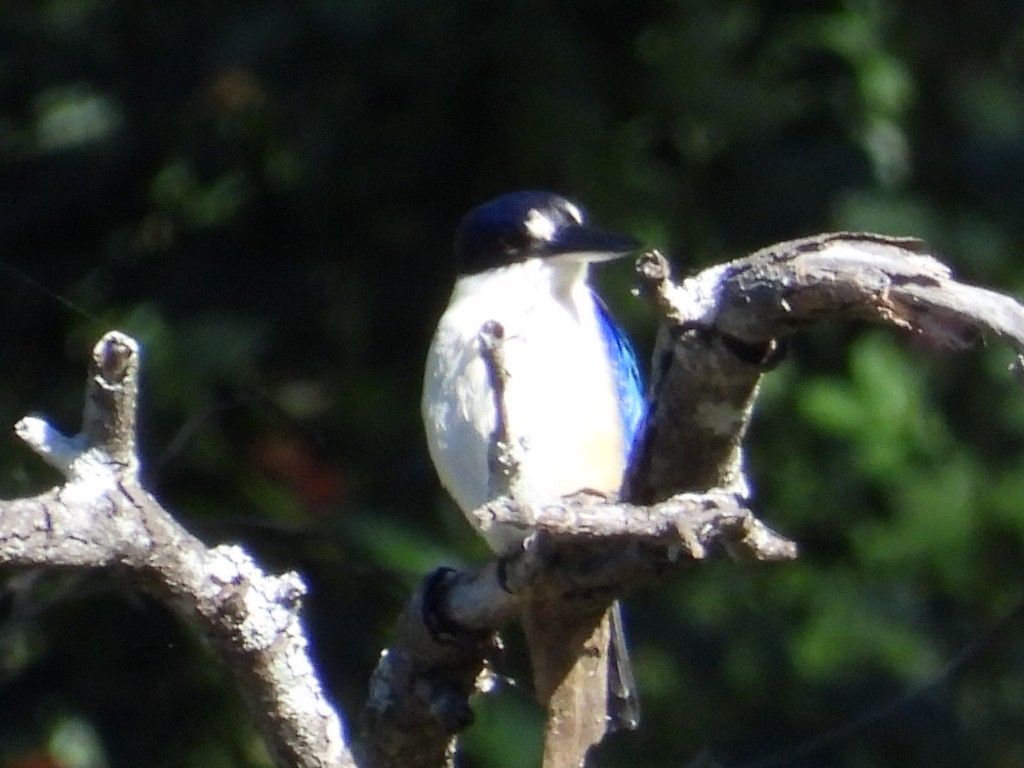 Forest Kingfisher - ML620436680
