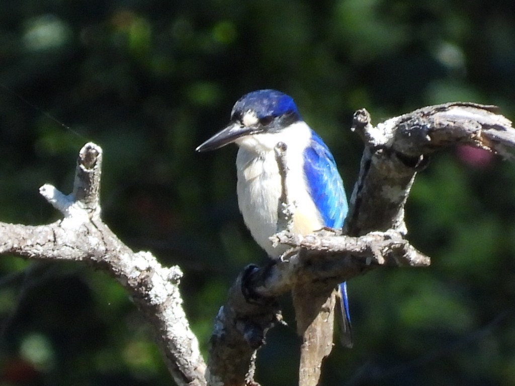 Forest Kingfisher - ML620436681