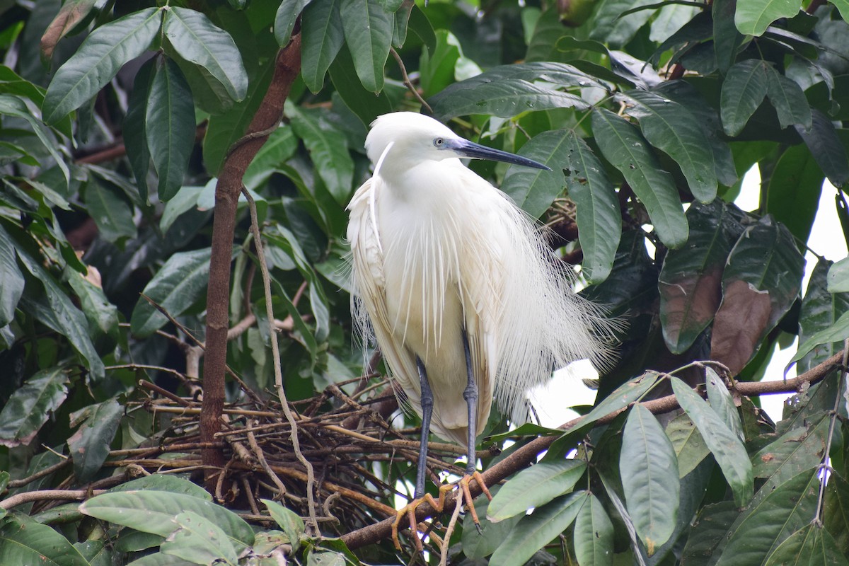 Little Egret - ML620436682