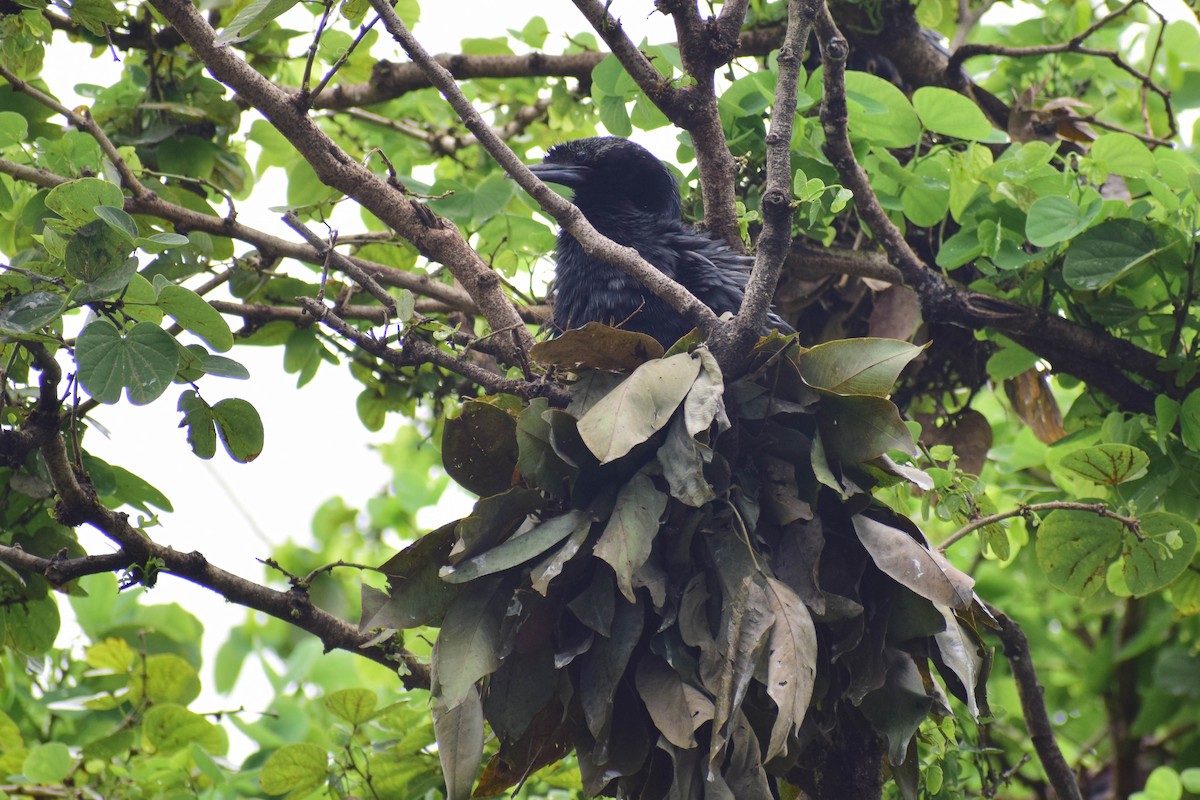 Cormoran de Vieillot - ML620436683