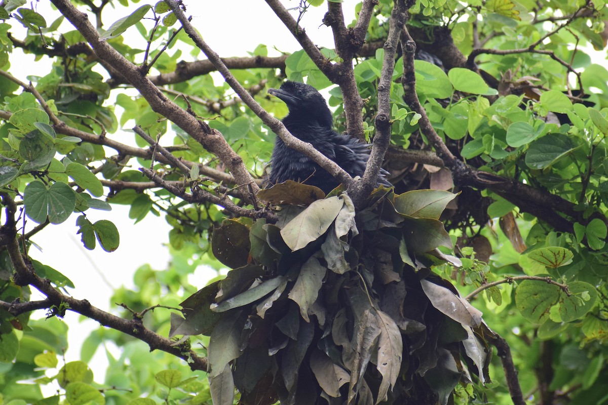 Little Cormorant - ML620436684