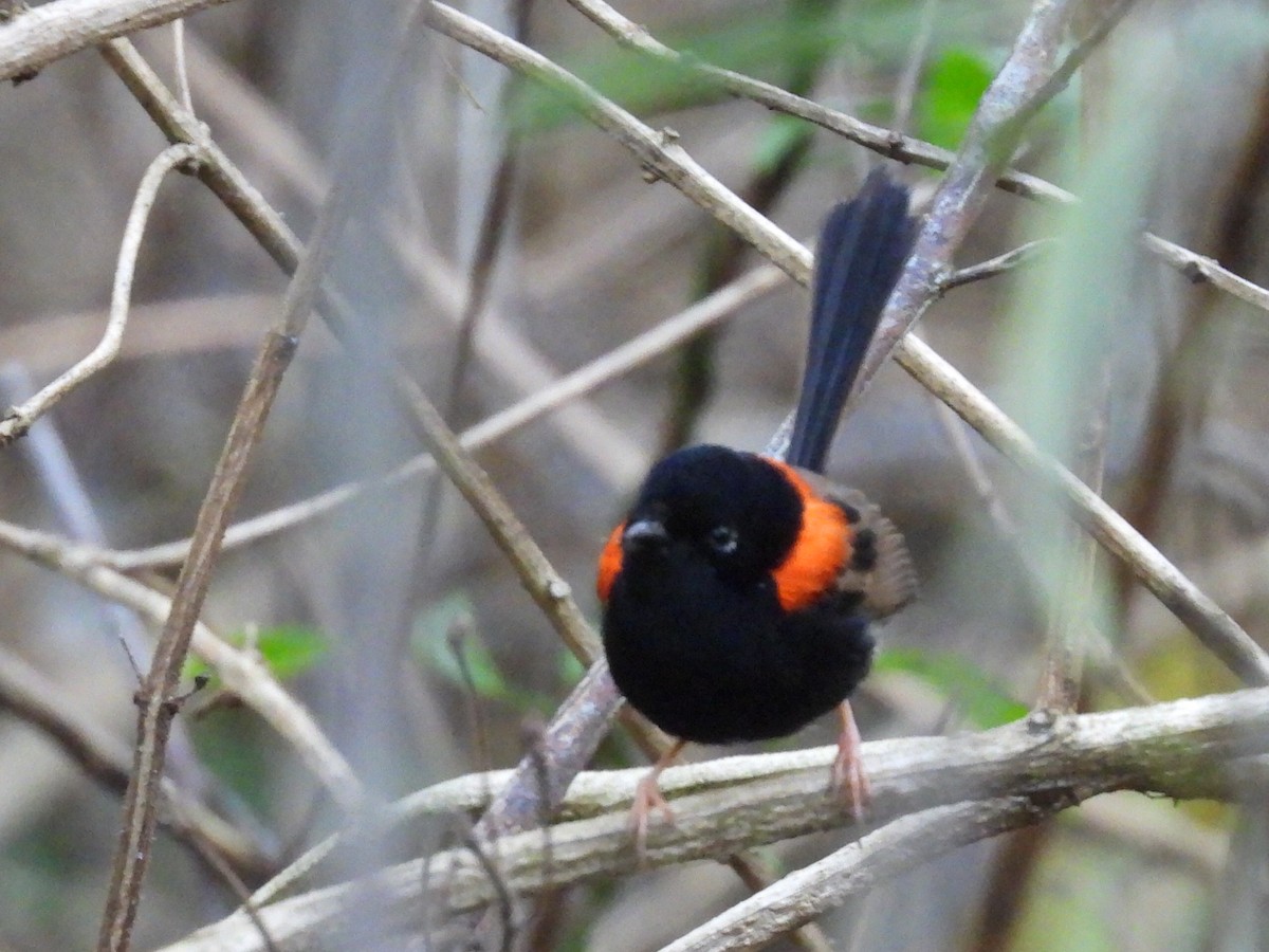 Red-backed Fairywren - ML620436685