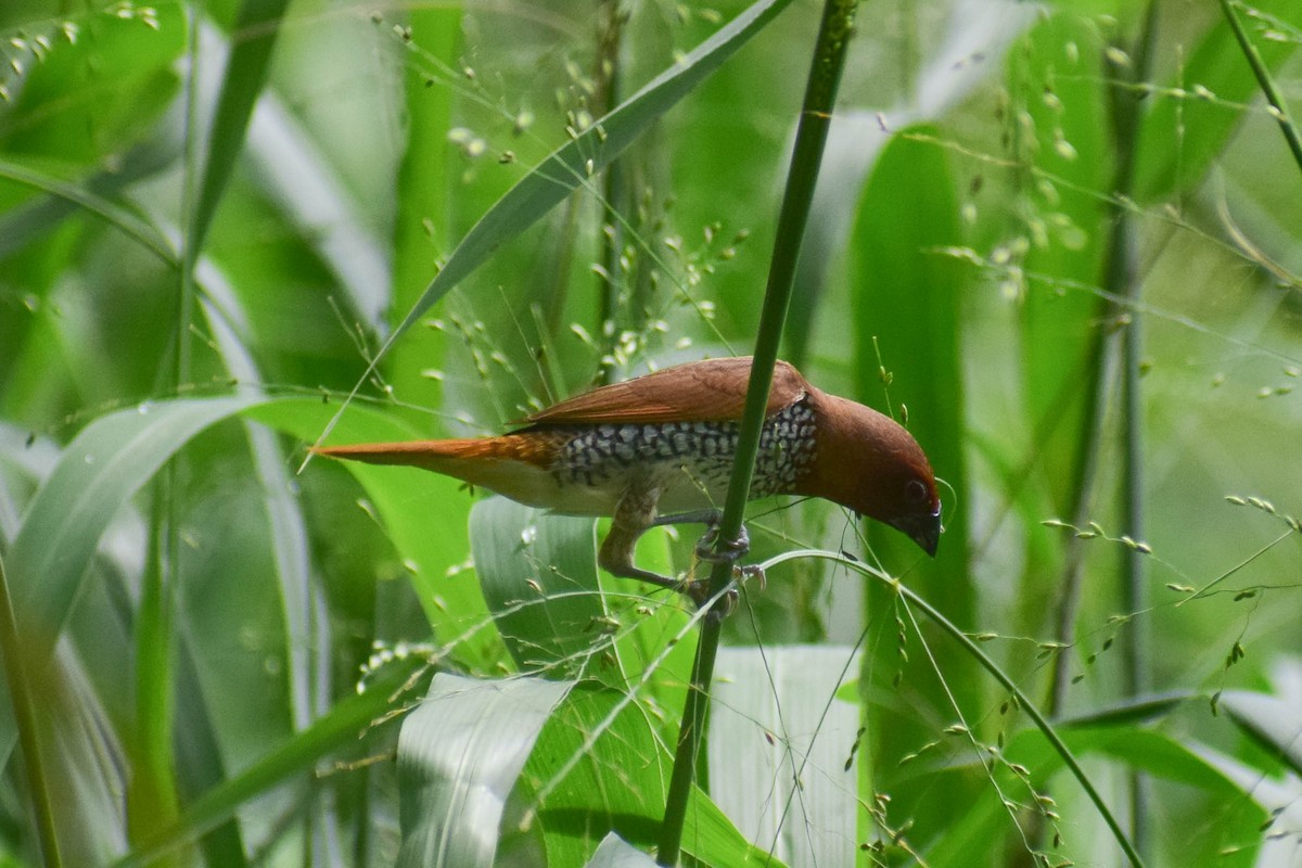 Scaly-breasted Munia - ML620436686