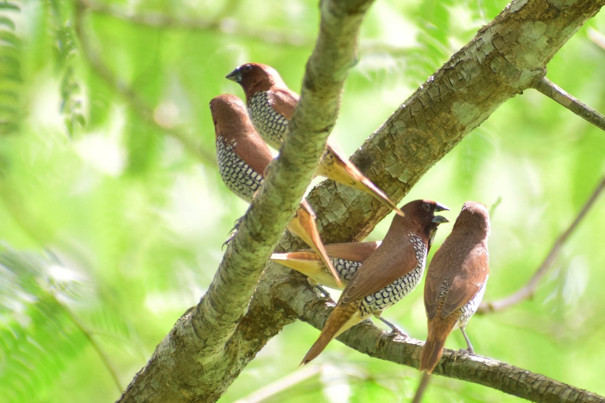 Scaly-breasted Munia - ML620436688