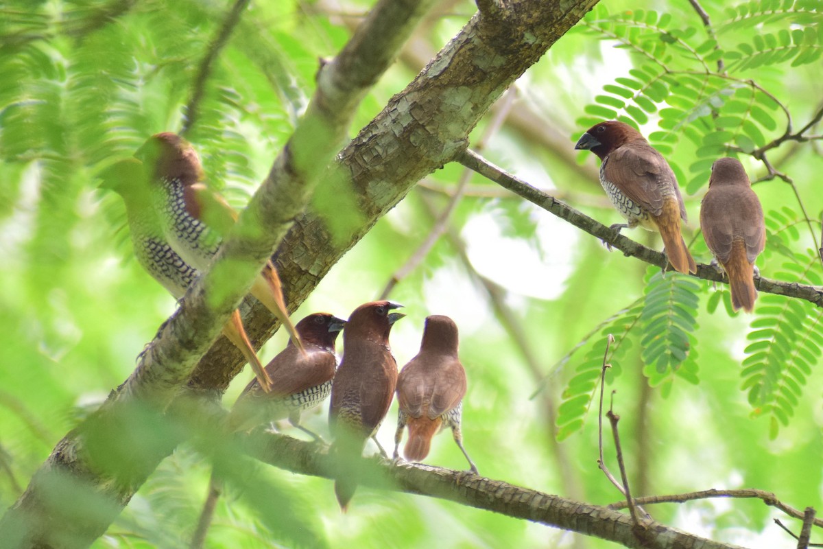 Scaly-breasted Munia - ML620436691