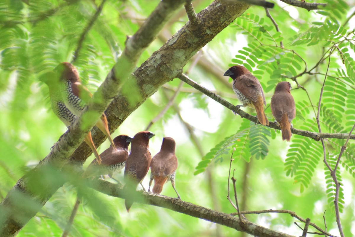 Scaly-breasted Munia - ML620436693