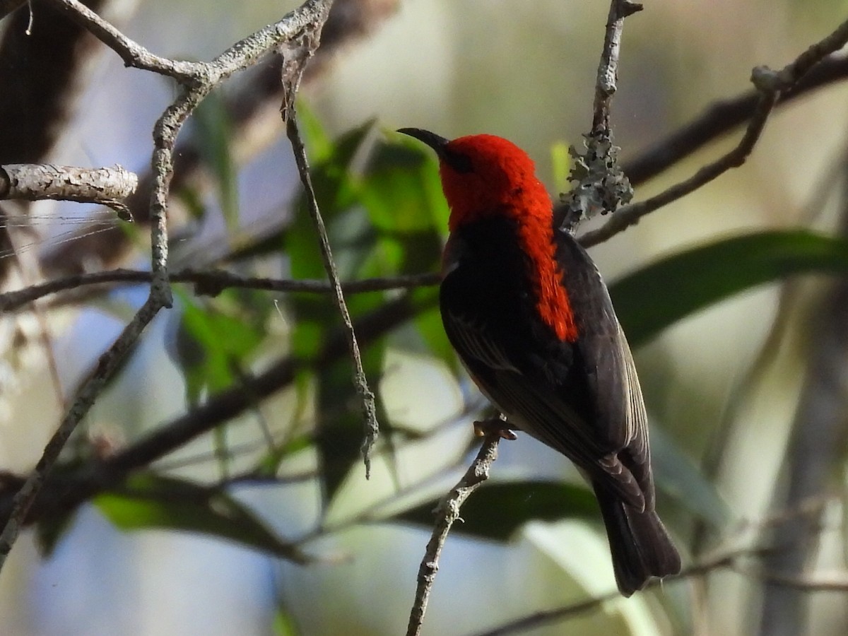 Mielero Escarlata - ML620436702