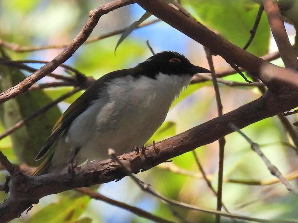 White-naped Honeyeater - ML620436709