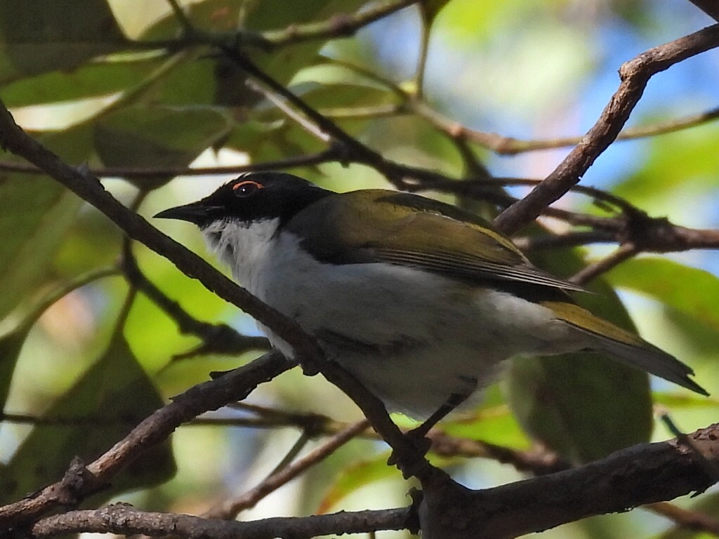 White-naped Honeyeater - ML620436710