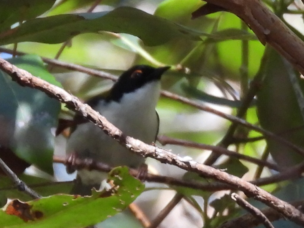 White-naped Honeyeater - ML620436711