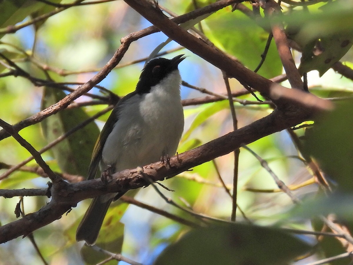 White-naped Honeyeater - ML620436713