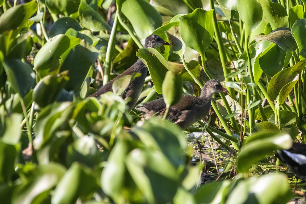 Eurasian Moorhen - ML620436715