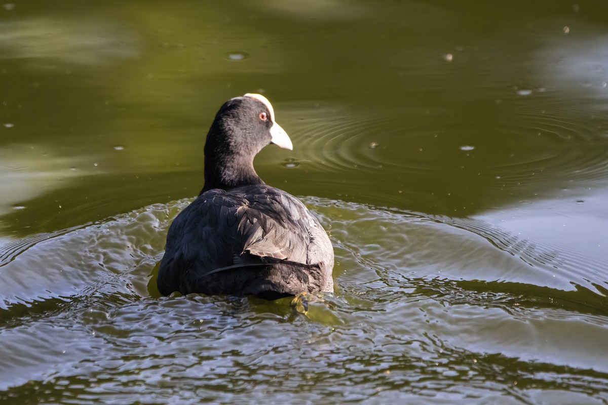 Eurasian Coot - ML620436716