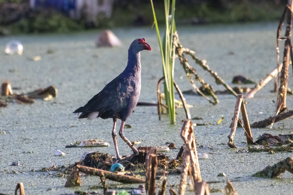 Gray-headed Swamphen - ML620436717