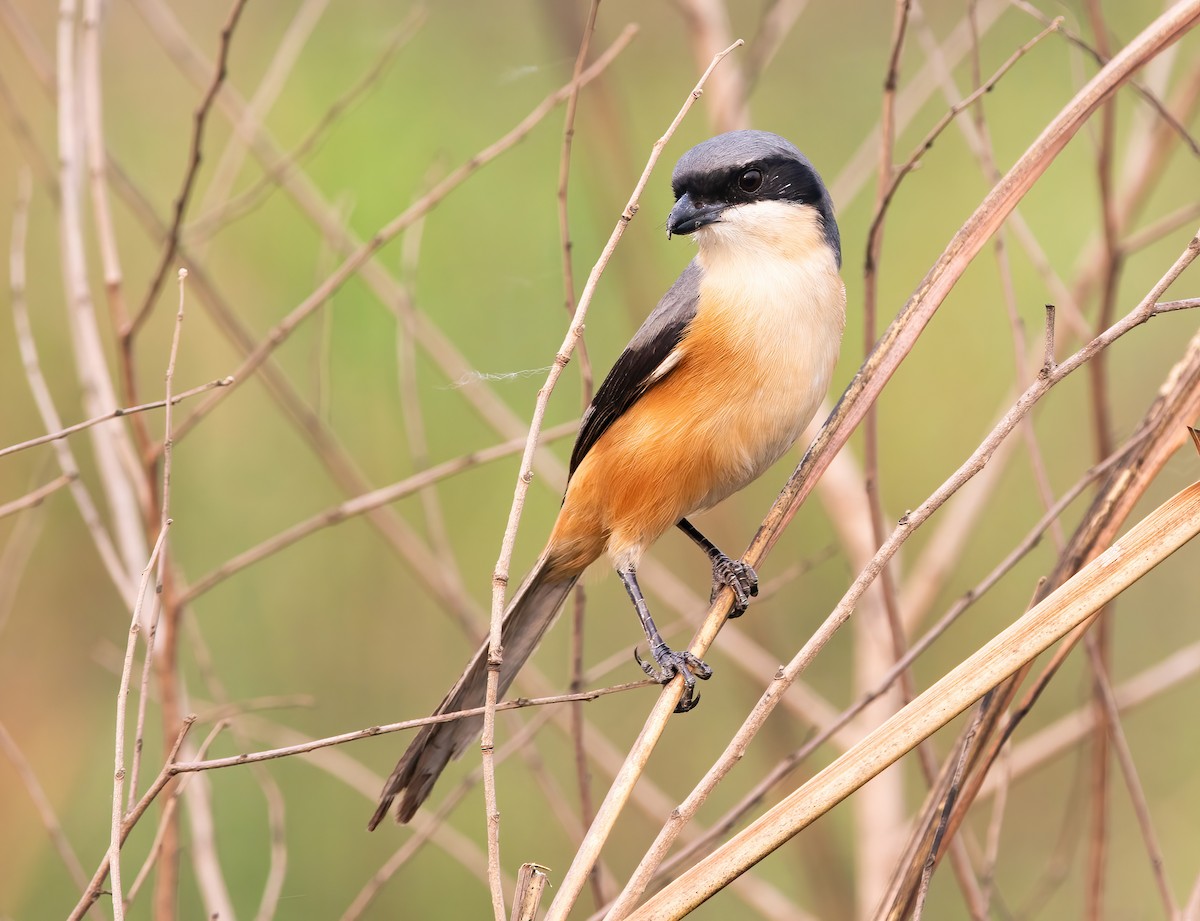 Gray-backed Shrike - ML620436718