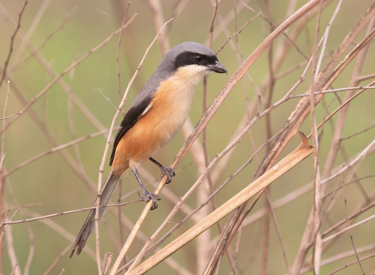 Gray-backed Shrike - ML620436719