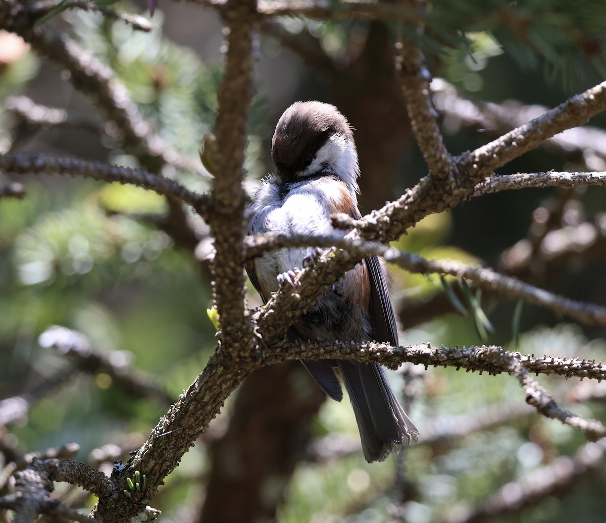 Chestnut-backed Chickadee - ML620436720