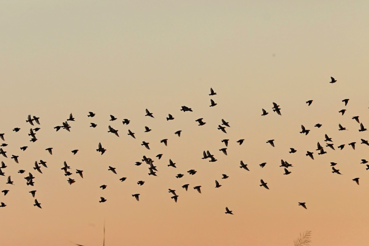 Red-billed Quelea - ML620436721