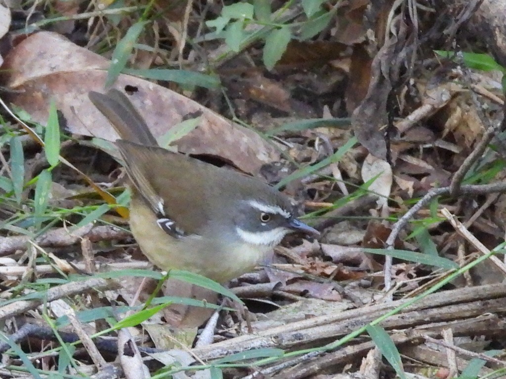 Weißbrauensericornis - ML620436722