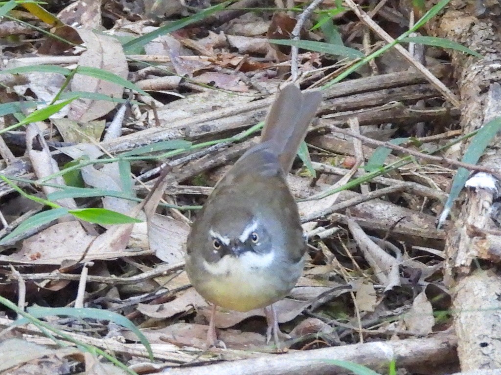 White-browed Scrubwren - ML620436723