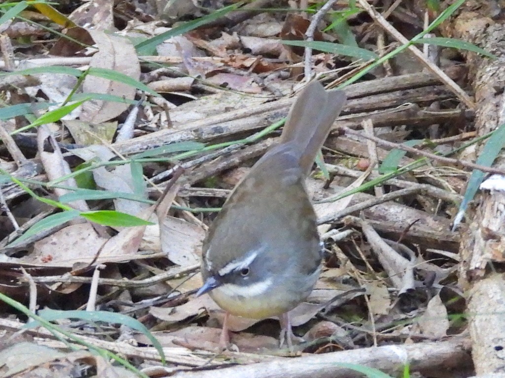 White-browed Scrubwren - ML620436724