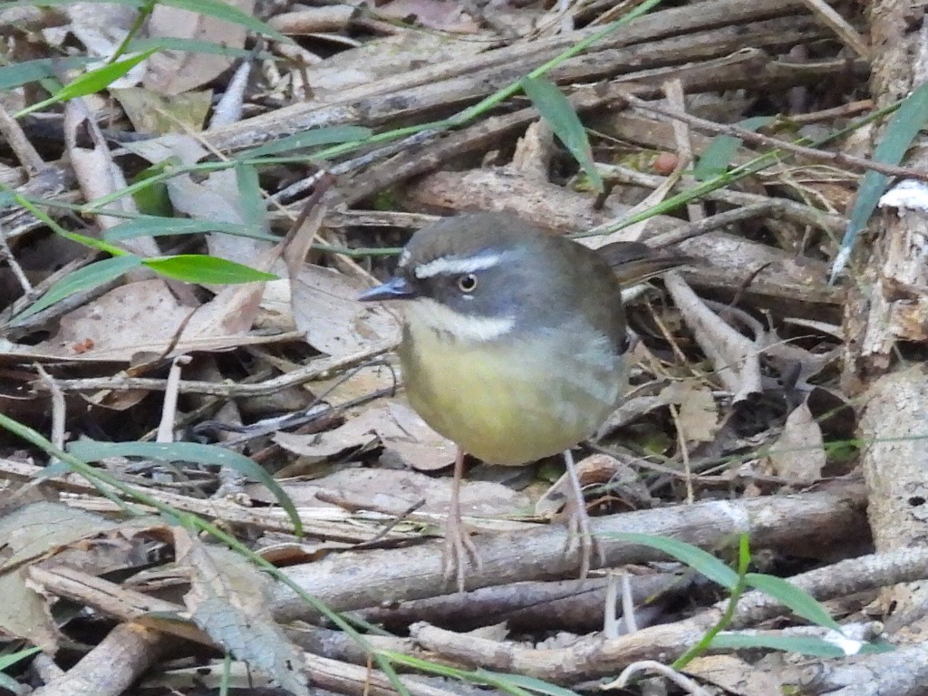 Weißbrauensericornis - ML620436725