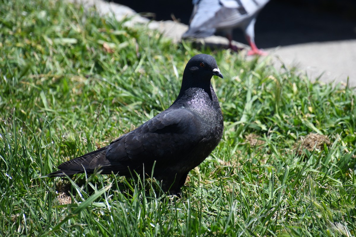 Rock Pigeon (Feral Pigeon) - ML620436727